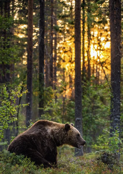 大棕熊背光 背景是落日的森林 黄昏时分 在夏日的森林里坐着 Ursus Arctos 自然生境 — 图库照片