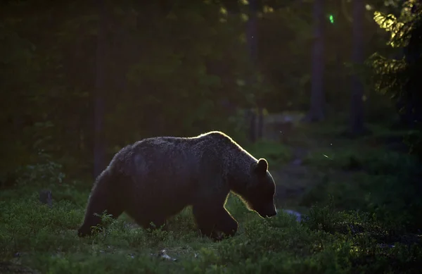 Взрослый Бурый Медведь Сосновом Лесу Научное Название Ursus Arctos Естественная — стоковое фото