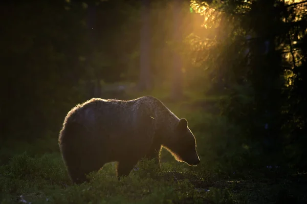 Взрослый Бурый Медведь Сосновом Лесу Научное Название Ursus Arctos Естественная — стоковое фото