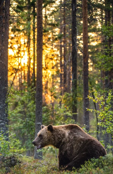 Urso Castanho Grande Com Retroiluminação Floresta Pôr Sol Fundo Assento — Fotografia de Stock