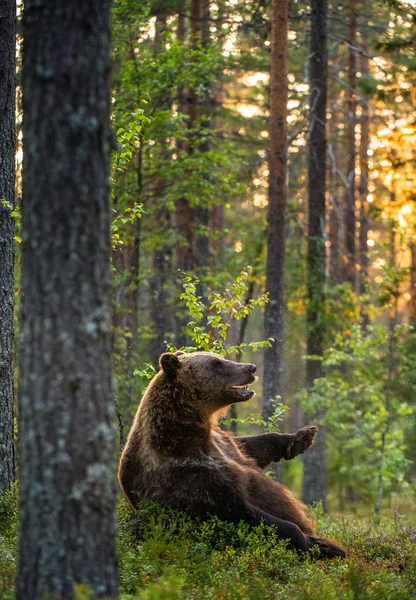 バックライト付きの大きな茶色のクマ 背景に夕日の森 日没の光の中で夏の森の中で茶色のクマ席 Ursus Arctos 自然生息地 — ストック写真