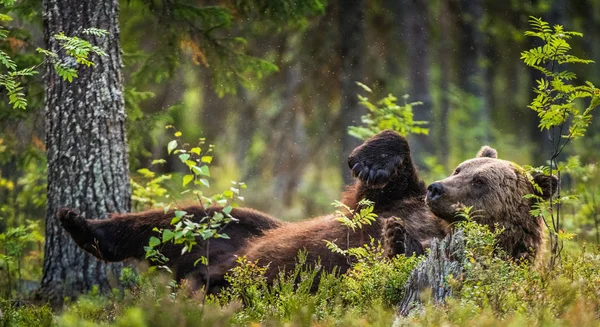 Urso Castanho Adulto Selvagem Deitado Costas Com Patas Levantadas Grama — Fotografia de Stock