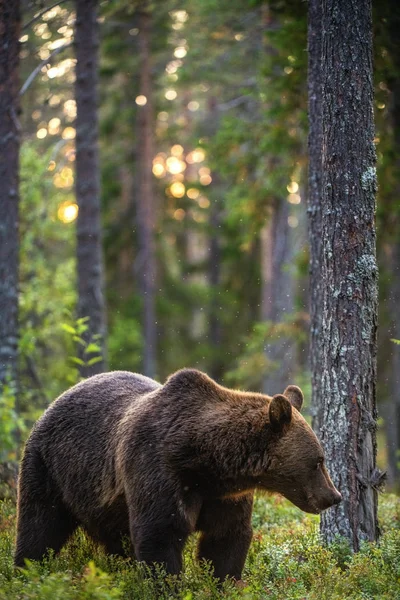 Grande Orso Bruno Con Retroilluminazione Foresta Del Tramonto Sullo Sfondo — Foto Stock