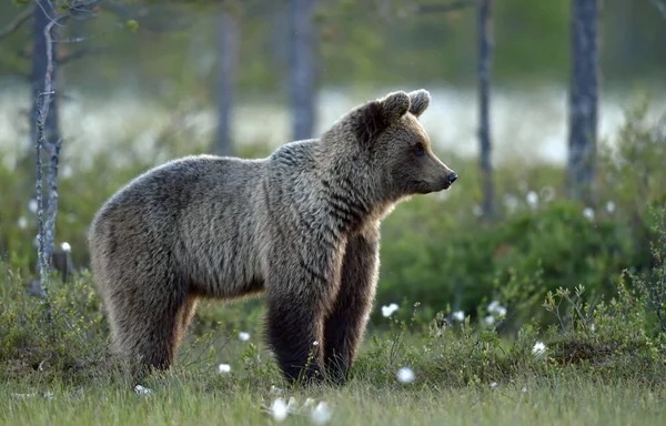 Medvěd Hnědý Louce Letním Lese Deštivý Večerní Soumrak Vědecký Název — Stock fotografie