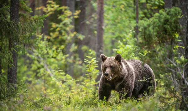 Medvěd Hnědý Letním Lese Vědecký Název Ursus Arctos Arctos — Stock fotografie