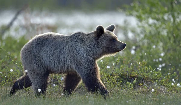 Brunbjörn Ängen Sommarskogen Rainy Kvällsskymning Vetenskapligt Namn Ursus Arctos Arctos — Stockfoto