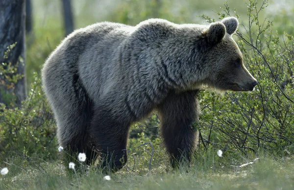 Коричневий Ведмідь Лузі Літньому Лісі Дощ Вечірні Сутінки Scientific Name — стокове фото