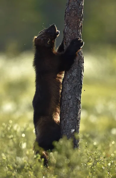 背光棕熊幼崽 熊宝宝在阳光下爬上树 棕熊背光 在夏日的森林里 夕阳西下 — 图库照片