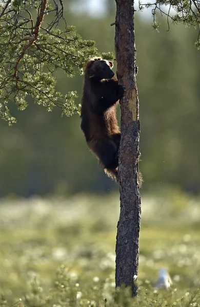 Backlit brown bear cub. Bear Cub climbing ob tree against a sun. Brown bear in back light. Lit by evening sun at summer forest.