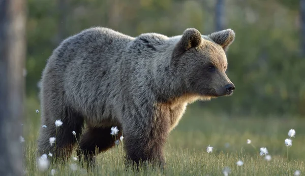 Brązowy Niedźwiedź Łące Letnim Lesie Deszczowy Wieczorny Zmierzch Nazwa Naukowa — Zdjęcie stockowe