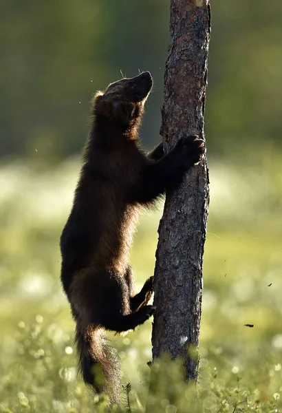 Backlit brown bear cub. Bear Cub climbing ob tree against a sun. Brown bear in back light. Lit by evening sun at summer forest.