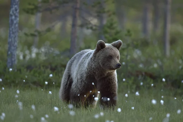 Medvěd Hnědý Louce Letním Lese Deštivý Večerní Soumrak Vědecký Název — Stock fotografie