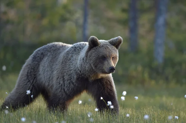 Brunbjörn Ängen Sommarskogen Rainy Kvällsskymning Vetenskapligt Namn Ursus Arctos Arctos — Stockfoto