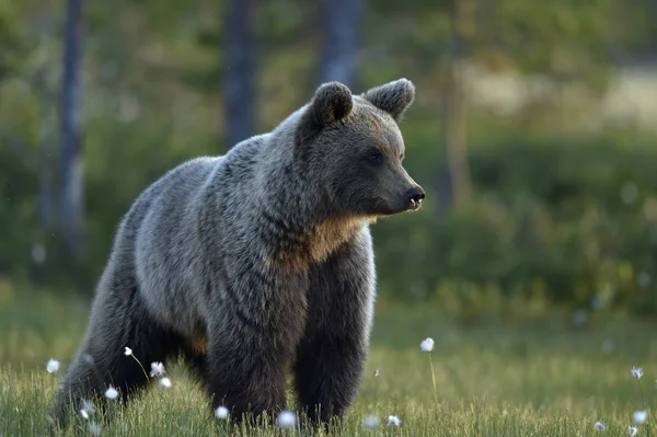 Коричневий Ведмідь Лузі Літньому Лісі Дощ Вечірні Сутінки Scientific Name — стокове фото