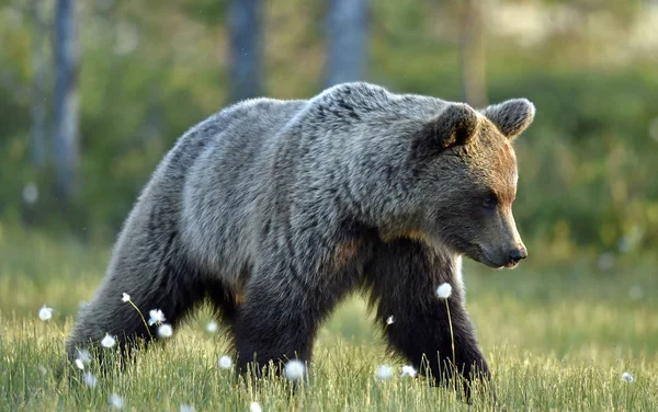 Бурый Медведь Лугу Летнем Лесу Научное Название Ursus Arctos Arctos — стоковое фото