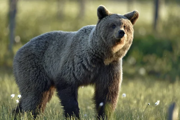 Brown Bear Meadow Summer Forest Rainy Evening Twilight Scientific Name — 스톡 사진