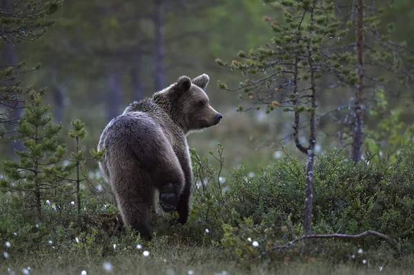 Mały Niedźwiedź Lesie Cub Niedźwiedzia Brunatnego Letnim Lesie Środowisko Naturalne — Zdjęcie stockowe