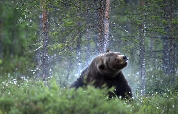 Dospělý Medvěd Hnědý Lese Vědecký Název Ursus Arctos Přírodní Stanoviště — Stock fotografie