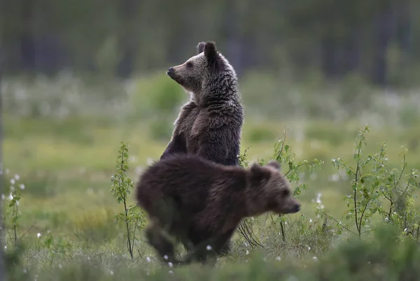 Bear Cubs Floresta Verão Urso Pardo Nome Científico Ursus Arctos — Fotografia de Stock