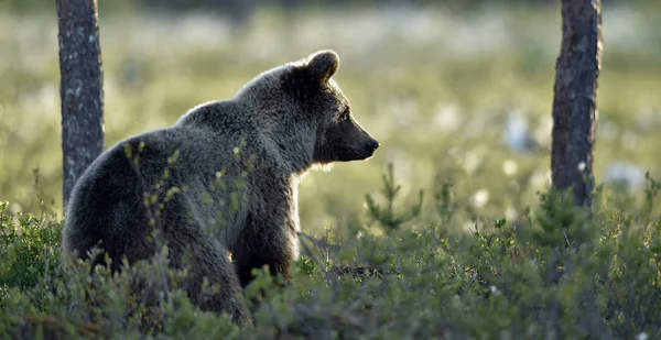 Бурый Медведь Лугу Летнем Лесу Дождливые Вечерние Сумерки Научное Название — стоковое фото