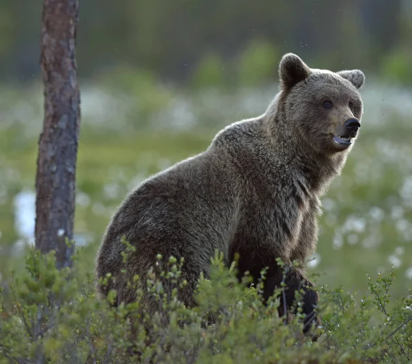 Braunbär Auf Der Wiese Sommerwald Regnerisch Abenddämmerung Wissenschaftlicher Name Ursus — Stockfoto