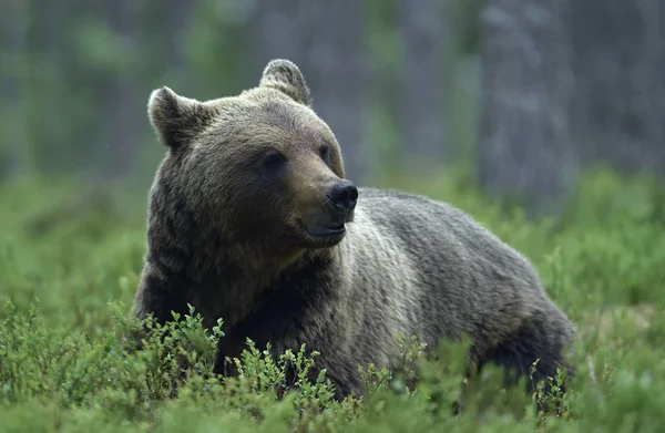 成年棕熊在森林里 Ursus Arctos 自然生境 — 图库照片