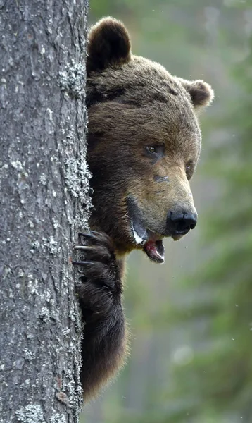 大人の茶色の森の中でクマ Ursus Arctos 自然生息地 — ストック写真