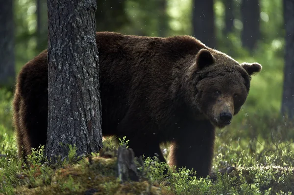 Urso Castanho Adulto Floresta Nome Científico Ursus Arctos Habitat Natural — Fotografia de Stock