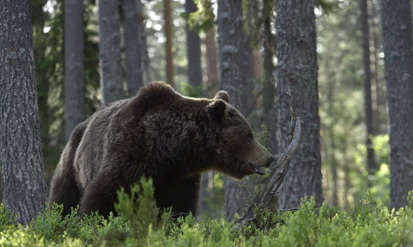 Взрослый Бурый Медведь Лесу Научное Название Ursus Arctos Естественная Среда — стоковое фото