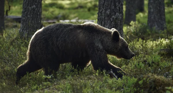 Взрослый Бурый Медведь Сосновом Лесу Научное Название Ursus Arctos Естественная — стоковое фото