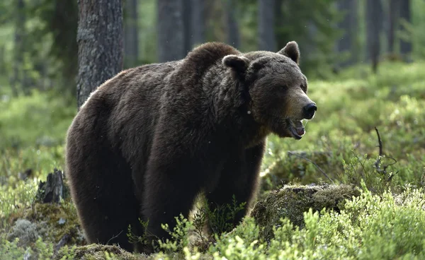 Взрослый Бурый Медведь Лесу Научное Название Ursus Arctos Естественная Среда — стоковое фото