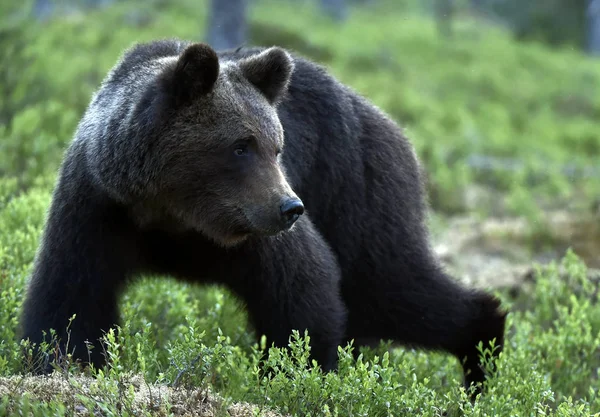 Ormandaki Yetişkin Kahverengi Ayı Bilimsel Adı Ursus Arctos Doğal Yaşam — Stok fotoğraf