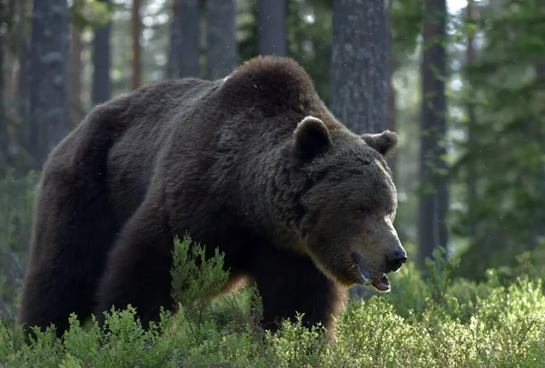 Oso Pardo Adulto Bosque Nombre Científico Ursus Arctos Hábito Natural —  Fotos de Stock