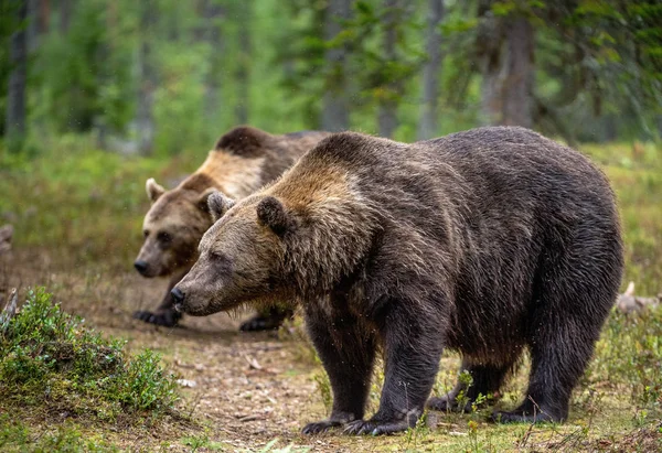 棕熊在松林里 Ursus Arctos 自然栖息地秋季季节 — 图库照片