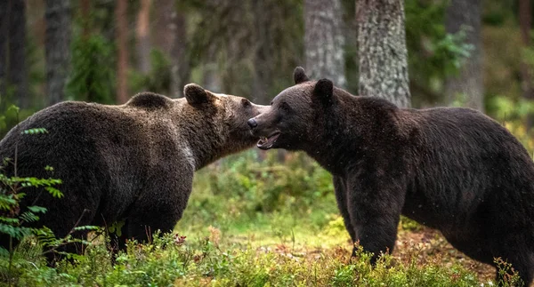 Mannelijke Vrouwelijke Bruine Beren Ruiken Naar Elkaar Tijdens Het Paarseizoen — Stockfoto
