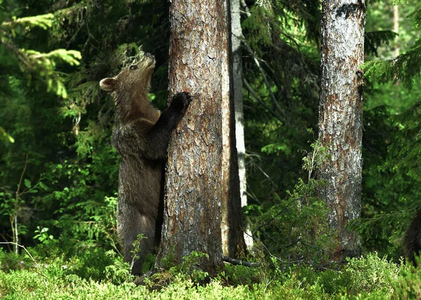 Kahverengi Ayı Yavrusu Çam Ormanındaki Bir Ağacın Yanında Arka Ayakları — Stok fotoğraf