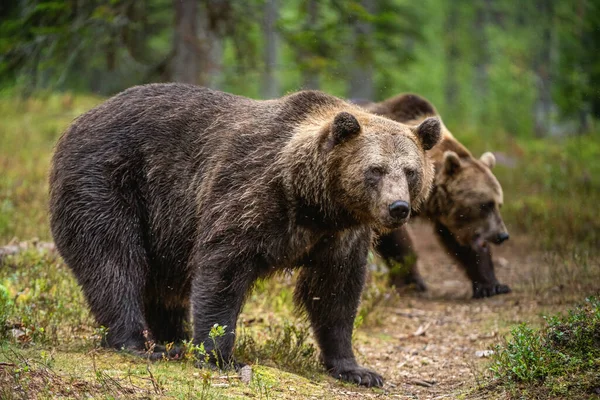 Orsi Bruni Nella Pineta Nome Scientifico Ursus Arctos Habitat Naturale — Foto Stock