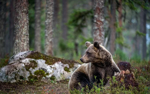 Urso Castanho Está Floresta Pinheiros Nome Científico Ursus Arctos Habitat — Fotografia de Stock