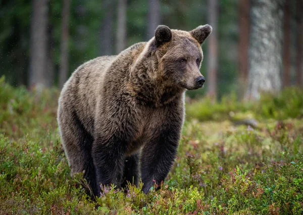Brązowy Niedźwiedź Letnim Lesie Nazwa Naukowa Ursus Arctos Arctos — Zdjęcie stockowe