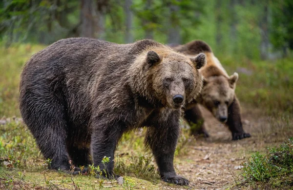 Orsi Bruni Nella Pineta Nome Scientifico Ursus Arctos Habitat Naturale — Foto Stock