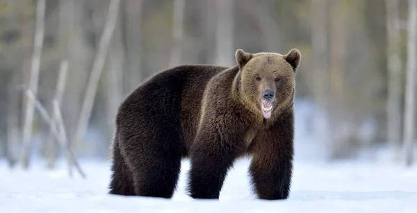 Dziki Niedźwiedź Brunatny Otwartymi Ustami Zimowym Lesie Nazwa Naukowa Ursus — Zdjęcie stockowe