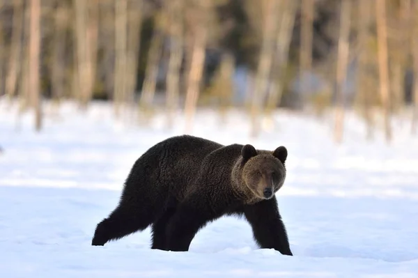 Urso Castanho Andar Neve Nome Científico Ursus Arctos Pôr Sol — Fotografia de Stock