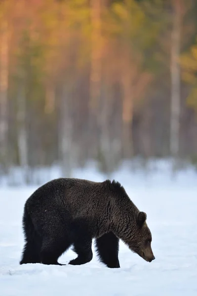 Bruine Beer Die Sneeuw Loopt Wetenschappelijke Naam Ursus Arctos Zonsondergang — Stockfoto