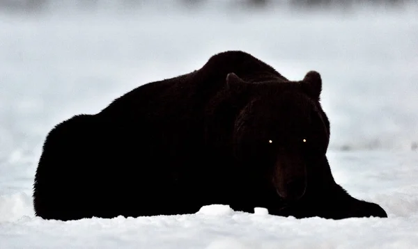 ブラウンベアーシルエット 雪原の上で夜に寝そべってクマのシルエット ブラウン ベアーの大人男性 Ursus Arctos 自然生息地 冬の季節 — ストック写真