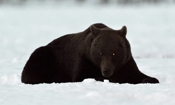 Brown Bear Silhouette Силует Ведмедя Который Лежит Ночью Снежном Поле — стокове фото