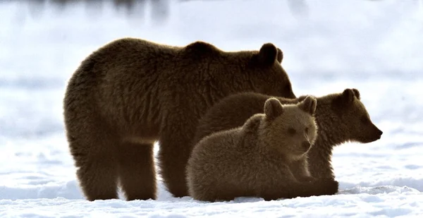 冬の森の中でクマとクマの赤ちゃん 朝霧の日の出で冬の森 自然生息地 褐色熊 Ursus Arctos Arctos — ストック写真