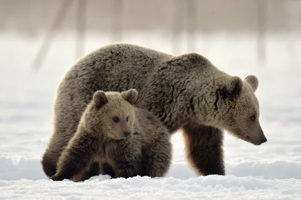 Ursa Filhote Urso Floresta Inverno Floresta Inverno Amanhecer Neblina Habitat — Fotografia de Stock