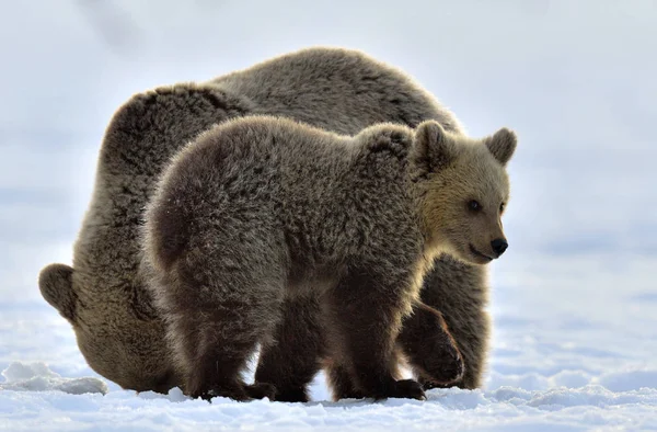 숲에서 곰이죠 겨울에는 안개가 일출을 합니다 서식지 Ursus Arctos Arctos — 스톡 사진