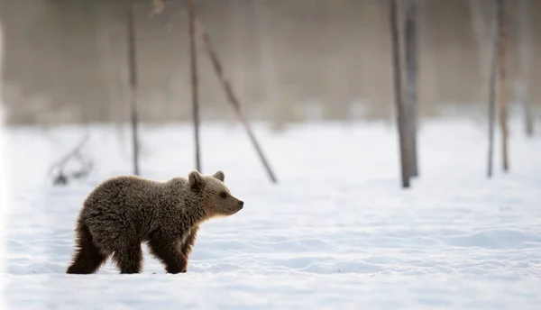 Медвежонок Зимнем Лесу Зимний Лес Рассвете Утреннего Тумана Естественная Среда — стоковое фото