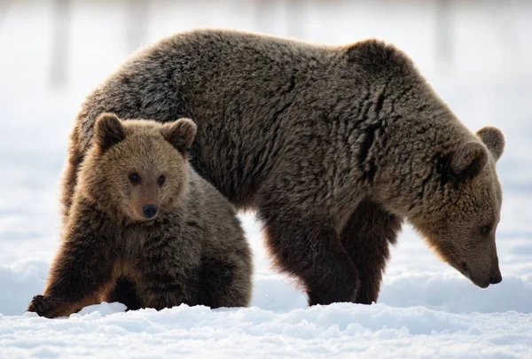 她和熊宝宝在冬天的森林里 晨雾升起时的冬季森林 自然栖息地棕熊 Ursus Arctos Arctos — 图库照片